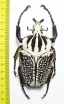 Goliathus orientalis, male  Congo 93mm - INSECTS-STORE.RU