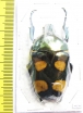 Jumnos ruckeri ruckeri  Thailand - INSECTS-STORE.RU