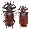 Olethrius scabripennis, pair  Fiji  83/70mm - INSECTS-STORE.RU