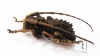Cerambycidae sp.  South Africa Rep. - INSECTS-STORE.RU