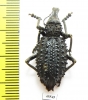 Curculionidae sp.  South Africa Rep. - INSECTS-STORE.RU