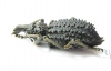 Curculionidae sp.  South Africa Rep. - INSECTS-STORE.RU