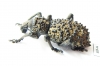 Curculionidae sp.  South Africa Rep. - INSECTS-STORE.RU