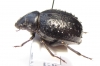 Pimelia confusa  Tunis - INSECTS-STORE.RU