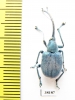 Curculionidae sp.  Malaysia - INSECTS-STORE.RU
