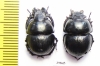 Lethrus andrejewae, pair  Tajikistan - INSECTS-STORE.RU