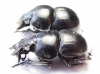 Lethrus andrejewae, pair  Tajikistan - INSECTS-STORE.RU