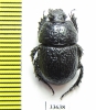Odontotrypes yulong  China - INSECTS-STORE.RU