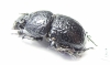 Odontotrypes yulong  China - INSECTS-STORE.RU