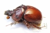 Bolboceratinae sp.  Mali - INSECTS-STORE.RU