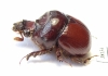 Bolboceratinae sp.  Mali - INSECTS-STORE.RU