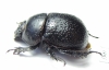 Odontotrypes zhongdianensis  China - INSECTS-STORE.RU