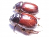 Neodon pecuarius, pair  Australia - INSECTS-STORE.RU