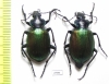Calosoma sycophanta, pair  Russia, Volgograd reg. - INSECTS-STORE.RU