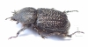 Dynastinae sp.  Mali - INSECTS-STORE.RU