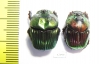 Phanaeus amithaon, pair  Mexico - INSECTS-STORE.RU