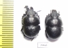 Lethrus longimanus, pair  Russia, Orenburg reg. - INSECTS-STORE.RU