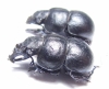 Lethrus longimanus, pair  Russia, Orenburg reg. - INSECTS-STORE.RU