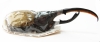 Dynastes hercules lichyi  Ecuador 149mm - INSECTS-STORE.RU