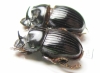Copris sp.  China, Guangxi prov. - INSECTS-STORE.RU