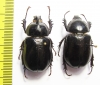 Golofa tersander, pair  Mexico 34mm - INSECTS-STORE.RU