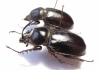 Golofa tersander, pair  Mexico 34mm - INSECTS-STORE.RU