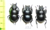 Lethrus bulbocerus, pair  Kazakhstan - INSECTS-STORE.RU