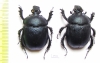 Enoplotrupes variicolor, female  China - INSECTS-STORE.RU