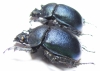 Enoplotrupes variicolor, female  China - INSECTS-STORE.RU