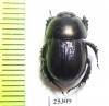 Odontotrypes moursini  China - INSECTS-STORE.RU
