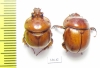 Blackburnium carpentariae, pair  Australia - INSECTS-STORE.RU