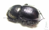 Odontotrypes moursini  China - INSECTS-STORE.RU