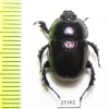 Odontotrypes roborowskyi  China - INSECTS-STORE.RU