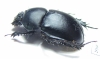 Phelotrupes substriatellus  China - INSECTS-STORE.RU
