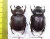 Cyphonistes sp., pair  Namibia - INSECTS-STORE.RU
