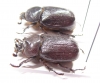 Cyphonistes sp., pair  Namibia - INSECTS-STORE.RU