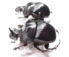 Catharsius bradshawi, pair  Angola - INSECTS-STORE.RU