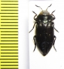 Chrysobothris sp.  Peru - INSECTS-STORE.RU