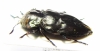 Chrysobothris sp.  Peru - INSECTS-STORE.RU