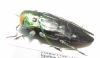Chrysobothris sp.  Peru - INSECTS-STORE.RU