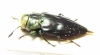 Chrysobothris sp.  Peru - INSECTS-STORE.RU