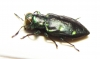 Chrysobothris sp.  Peru - INSECTS-STORE.RU