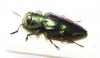 Chrysobothris sp.  Peru - INSECTS-STORE.RU