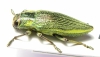 Chrysodema dalmanni  Japan - INSECTS-STORE.RU