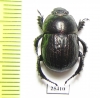 Odontotrypes xue  China - INSECTS-STORE.RU