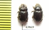 Orphninae sp., pair  India, Kerala - INSECTS-STORE.RU