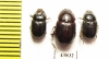 Orphninae sp., pair  India, Kerala - INSECTS-STORE.RU