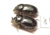 Orphninae sp., pair  India, Kerala - INSECTS-STORE.RU