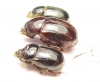 Orphninae sp., pair  India, Kerala - INSECTS-STORE.RU