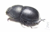 Odontotrypes nikodymi  China - INSECTS-STORE.RU